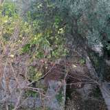 ...all�interno del quale si trova un vasto ma impraticabile giardino interno ricco di ulivi, limoni e altri arbusti